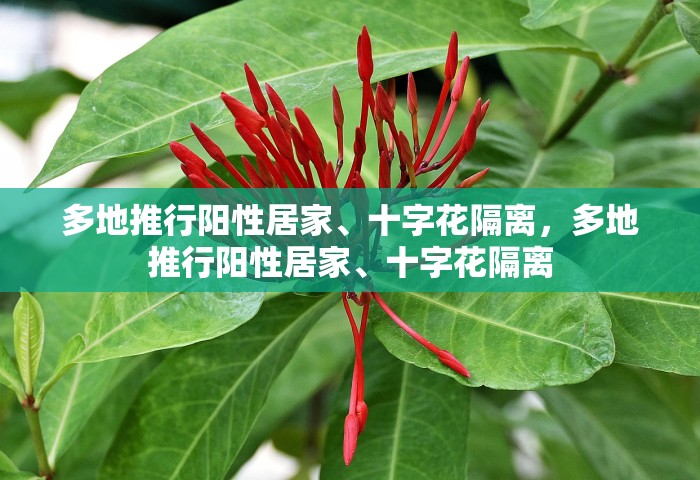 多地推行阳性居家、十字花隔离，多地推行阳性居家	、十字花隔离