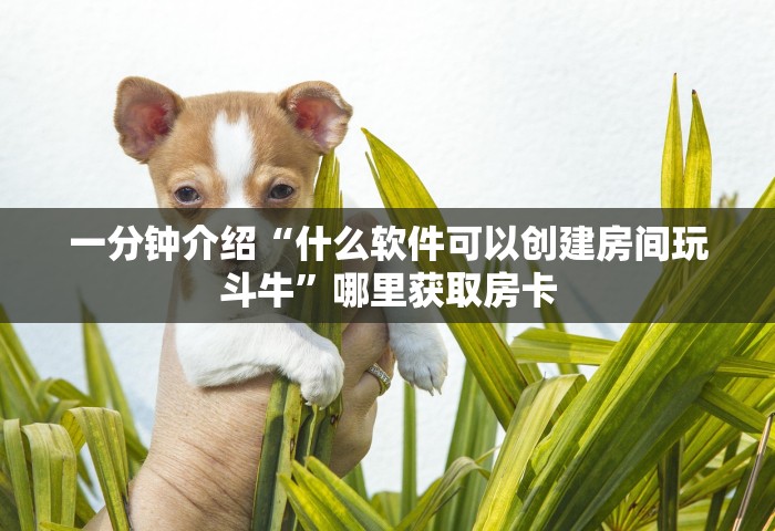 一分钟介绍“什么软件可以创建房间玩斗牛”哪里获取房卡