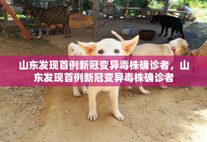 山东发现首例新冠变异毒株确诊者，山东发现首例新冠变异毒株确诊者