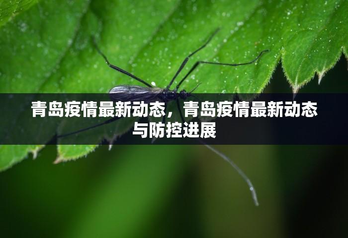 青岛疫情最新动态，青岛疫情最新动态与防控进展