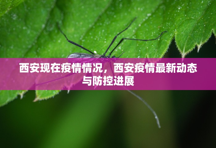 西安现在疫情情况，西安疫情最新动态与防控进展