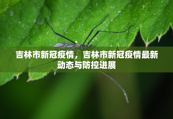 吉林市新冠疫情，吉林市新冠疫情最新动态与防控进展