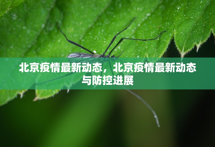 北京疫情最新动态，北京疫情最新动态与防控进展